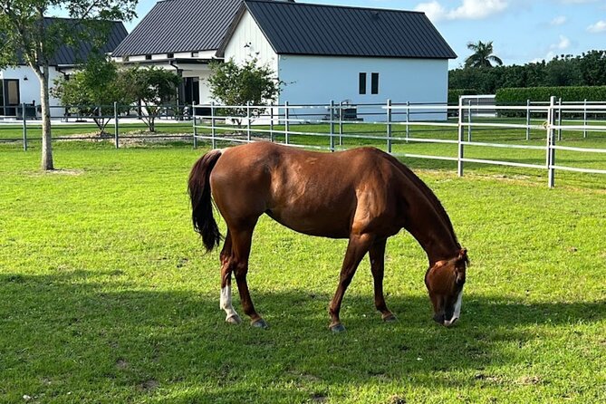 1 hour of ATV + 1 hour horse ride-- free videos and pictures - Hour 2: Horseback riding in the farm setting