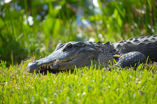 1 hr Private Airboat Everglades Tour near Miami - Islands and animal show: the part that makes this tour memorable