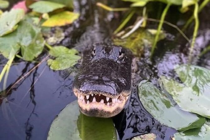 60 Minutes Small Group Everglades Airboat Ride in Miami - What you’ll actually see: alligators, turtles, and the Everglades habitat