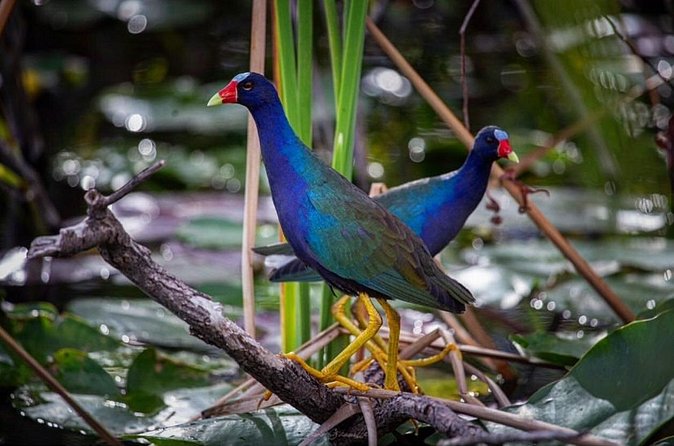 90 Minute Miami Everglades Semi Private Airboat Tour - Wildlife spotting that actually feels calm: sit, watch, and listen
