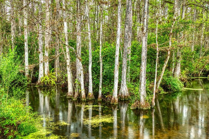 Big Cypress National Preserve Self Guided Driving Audio Tour - Tree Snail Hammock and the short walks that don’t waste your day