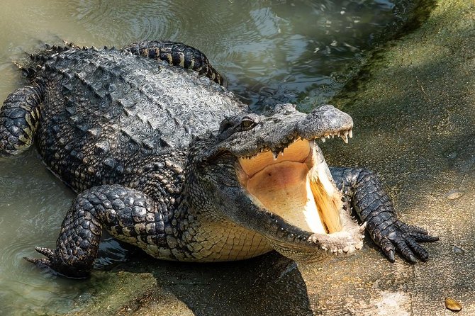 Depart from Miami to discover the Everglades with Airboat tour included! - Who this tour suits best