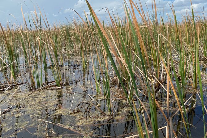 Everglades Airboat Adventure with Roundtrip Bayside Transfer - Value and pricing: what $69.99 buys you (and what it doesn’t)