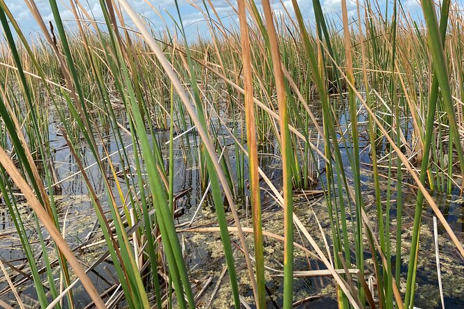 Everglades Airboat Adventure with Roundtrip Bayside Transfer - Who this Everglades airboat day fits best—and who should rethink it