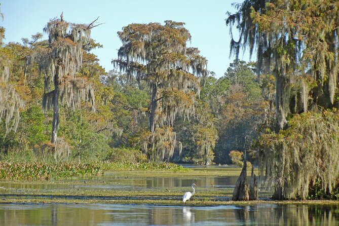 Everglades Airboat Tour with Roundtrip Transportation from Miami - Everglades by Airboat from Miami: What You’re Really Buying