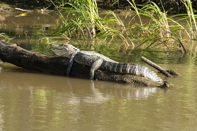 Everglades Airboat Tour with Roundtrip Transportation from Miami - Sawgrass Canals and the Airboat Ride: How to Spot Wildlife Fast