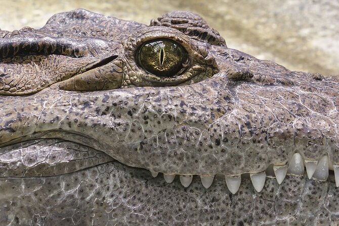 Everglades Airboat Tour with Roundtrip Transportation from Miami - Everglades National Park Time: The Good and the Tight Schedule
