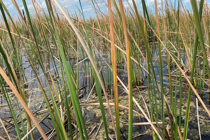 Everglades Airboat Tour with Roundtrip Transportation from Miami - Who This Tour Suits Best (and Who Should Skip It)