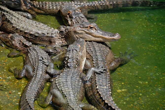 Everglades Airboat Tour with Roundtrip Transportation from Miami - Should You Book the Everglades Airboat Tour from Miami?