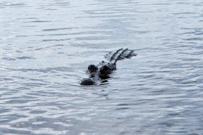 Everglades Alligator Airboat Tour with Bus transfer from Miami - Pickup in Miami: how to avoid the most annoying failure point