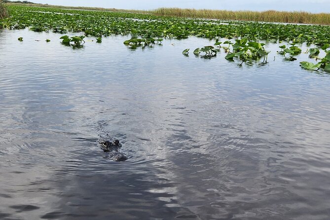 Everglades Alligator Airboat Tour with Bus transfer from Miami - Entering Everglades Holiday Park: exhibits and the alligator show
