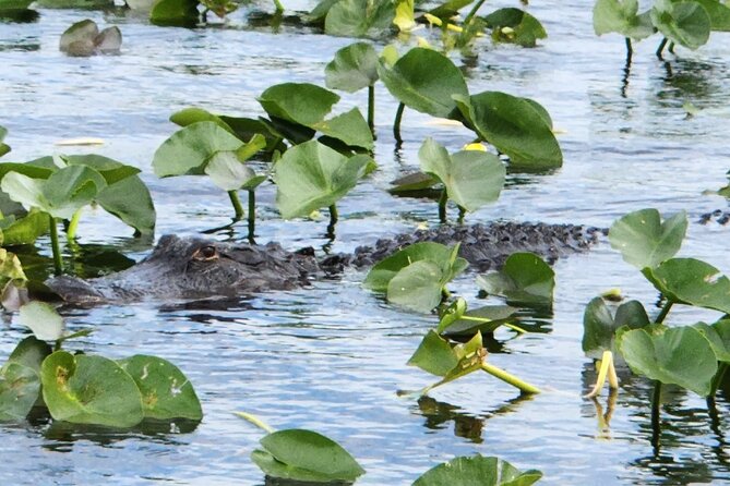 Everglades Alligator Airboat Tour with Bus transfer from Miami - Timing reality: waits happen, and your attitude controls the outcome
