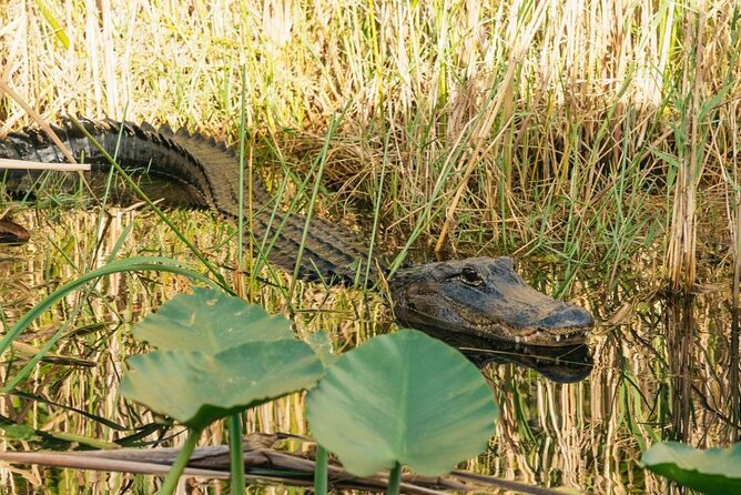 Everglades at Night with Airboat and Alligators Tour From Miami - Night airboat energy: why the Everglades feel scarier (and cooler) after dark