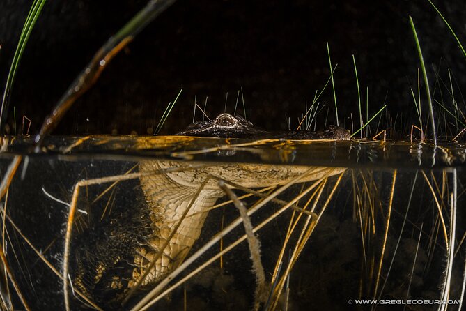 Everglades at Night with Airboat and Alligators Tour From Miami - Alligator sightings: how to maximize your chances after dark