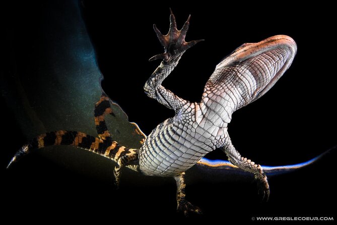 Everglades at Night with Airboat and Alligators Tour From Miami - The show after the boat: turning sightings into real understanding