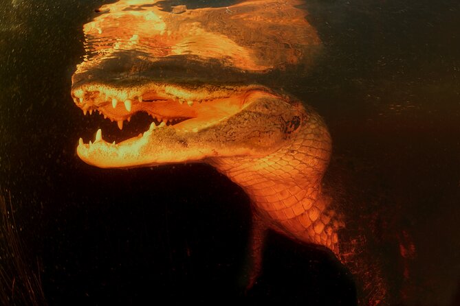 Everglades at Night with Airboat and Alligators Tour From Miami - Price and value: does $49 make sense for what you get?