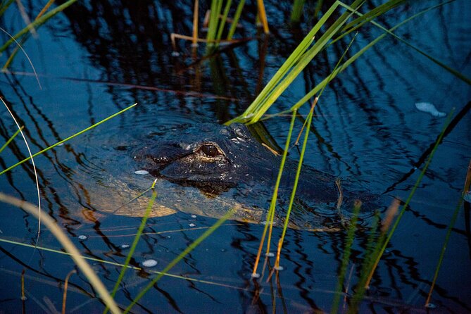 Everglades at Night with Airboat and Alligators Tour From Miami - What to pack for a nighttime Everglades outing