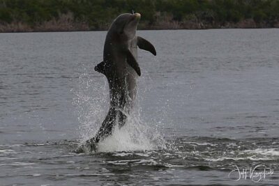 Everglades Birding, Dolphin and Wildlife Boat Tour (2 hours) - The itinerary pace: a focused two hours inside the park