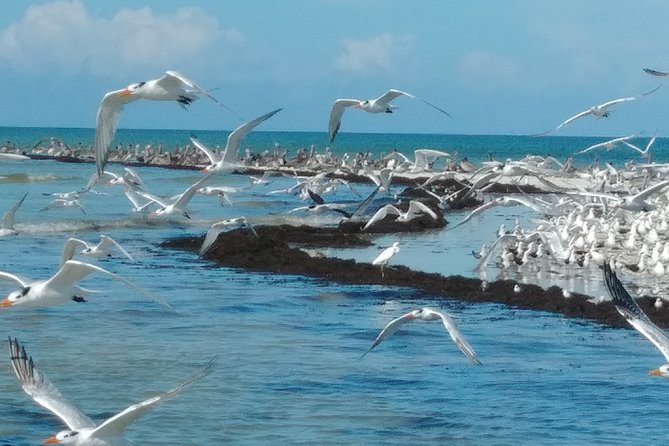 Everglades Birding, Dolphin and Wildlife Boat Tour (2 hours) - Boat ride style: why the quiet factor improves wildlife viewing