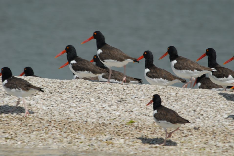 Everglades: Birding, Wildlife, and Photography Expedition - First, Know What This Everglades Tour Is Really About