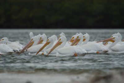 Everglades: Birding, Wildlife, and Photography Expedition - The Barrier Island Walk: Why Stepping Off the Boat Changes Everything