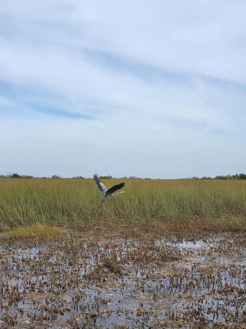 Everglades: boat tour with transportation& entrance included - What to Pack (So the Day Feels Easy, Not Miserable)
