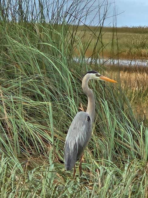 Everglades: boat tour with transportation& entrance included - Airboat Ride: Where the Views Hit First
