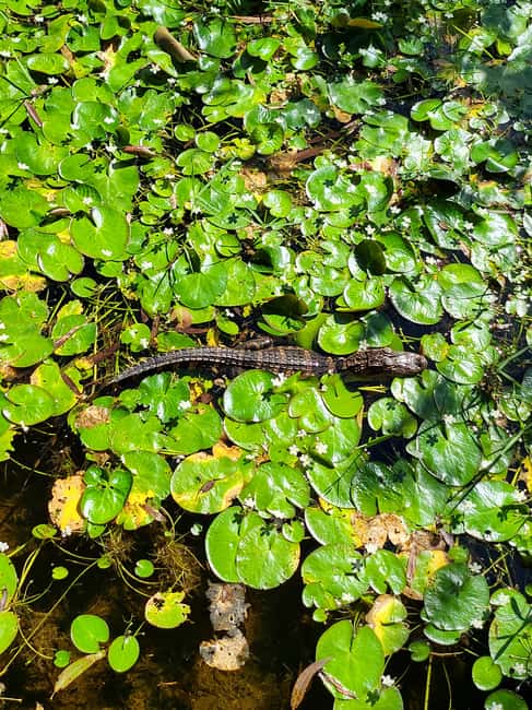 Everglades: boat tour with transportation& entrance included - The Return Ride: South Beach Art Deco and Versace Mansion Area