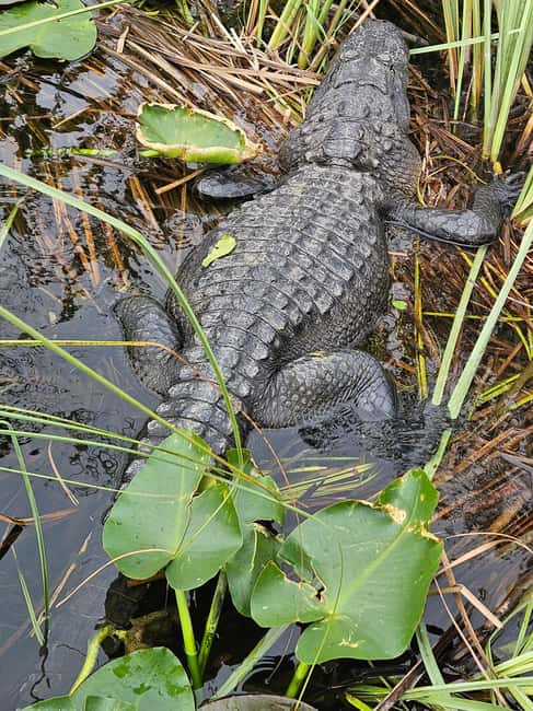 Everglades: boat tour with transportation& entrance included - Price and Value: Is $169 Worth It for Four Hours?