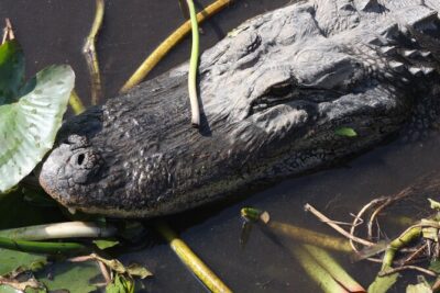 Everglades Day Safari from Miami - Airboat time in Everglades National Park: speed, sound, and captain talk