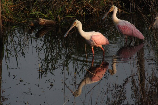 Everglades Day Safari from Miami - Chokoloskee Bay mangrove wilderness cruise: the slower finale with dolphins and birds