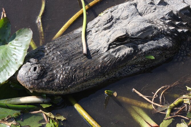 Everglades Day Safari from Miami - Airboat time in Everglades National Park: speed, sound, and captain talk