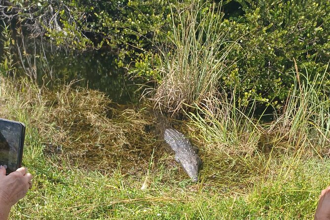 Everglades Eco Airboat Tour-Small Group & 2 Private Islands - Small-Group Highlights You’ll Actually Feel