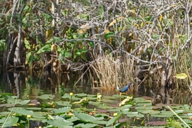 Everglades Eco Airboat Tour-Small Group & 2 Private Islands - Miami Pickup and the Ride West That Sets the Tone
