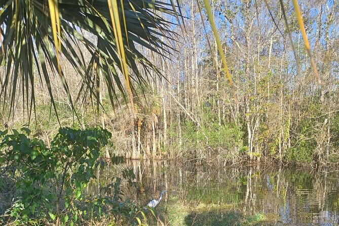 Everglades Eco Airboat Tour-Small Group & 2 Private Islands - One Hour on the Airboat: How the Wetlands Get Readable