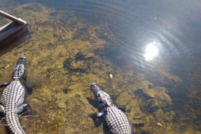 Everglades Eco Airboat Tour-Small Group & 2 Private Islands - The Miccosukee Reservation Start: A More Local Everglades Entry