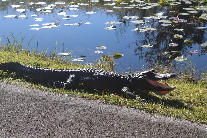 Everglades Eco Airboat Tour-Small Group & 2 Private Islands - Price and Value: What $138 Buys Beyond a Ticket