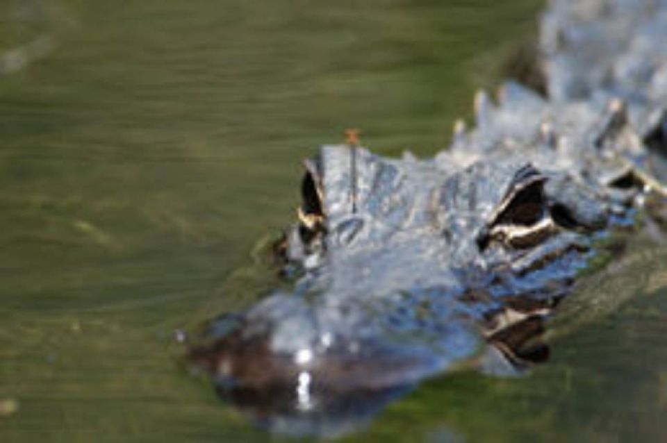 Everglades: Everglades Alligators and Orchids Kayak Eco Tour - Key things to watch for on this Everglades alligator and orchids kayak