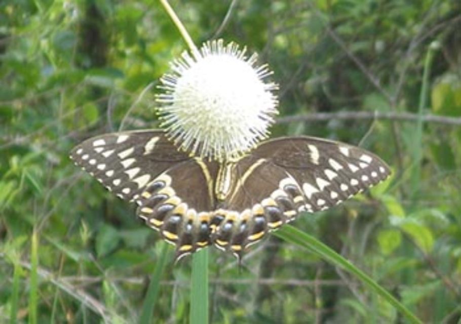 Everglades: Everglades Alligators and Orchids Kayak Eco Tour - Kayaking with a Florida Master Naturalist: what the guide actually does