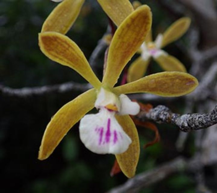 Everglades: Everglades Alligators and Orchids Kayak Eco Tour - Orchids, bromeliads, and butterflies in mangrove “tunnels”