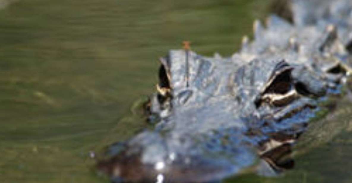 Everglades: Everglades Alligators and Orchids Kayak Eco Tour - Price and value: what $130 gets you for 3 hours
