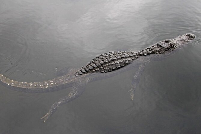 Everglades Express From Miami with Safari Airboat Ride - Guides like Walker, Antonio, Rolando, Orlando, and Walter: why the drive matters