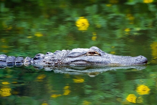 Everglades Express From Miami with Safari Airboat Ride - Should you book this tour?