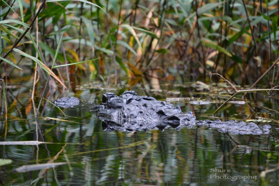 Everglades Kayak Safari Adventure Through Mangrove Tunnels - Turner River mangrove tunnels: why this trip feels special
