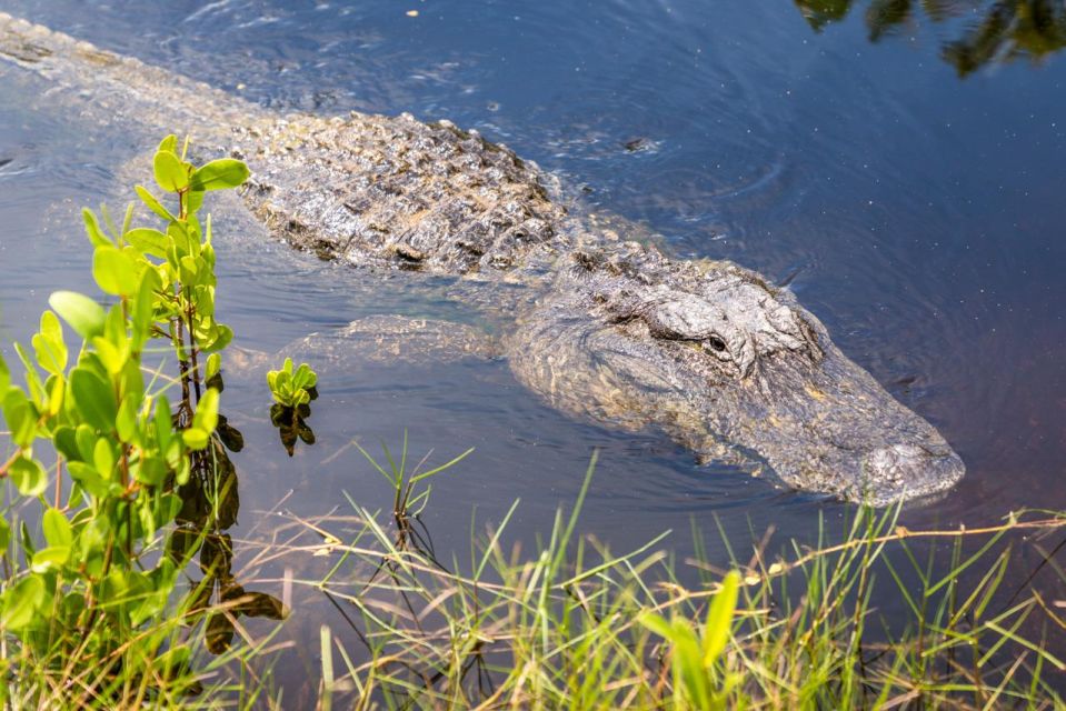 Everglades: Mangrove, Grassland Airboat Tours, & Boardwalk - Price and Value: Is $110 Per Person Worth It?