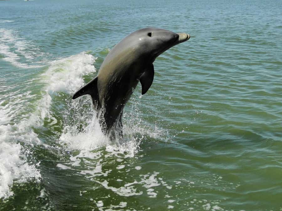 Everglades National Park: 2 hour Dolphin & Birding Boat Tour - Key Reasons This Tour Gets High Marks