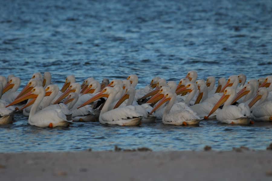 Everglades National Park: 2 hour Dolphin & Birding Boat Tour - The Birding Angle: Over 300 Species, Plus Real Access