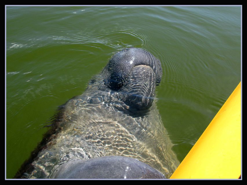 Everglades National Park 3-Hour Kayak Eco Tour - Wildlife watching: what you’re actually looking for