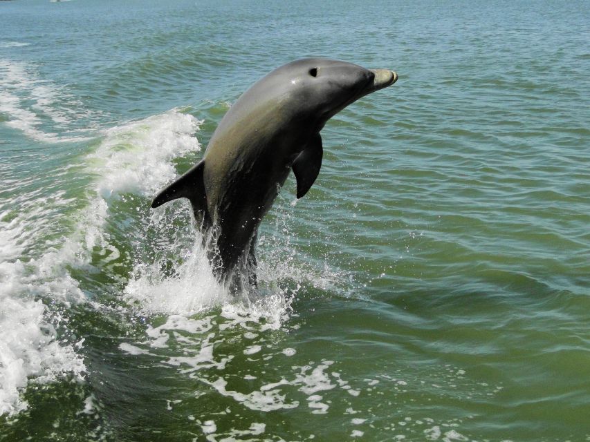 Everglades National Park: Boat Assisted Kayak Eco Tour - Wildlife Photo Opportunities, Without the Fantasy Expectations
