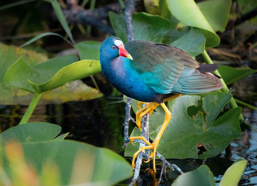 Everglades National Park: Mangrove Tunnel Kayak Eco-Tour - Mangrove History and Ecology: What Your Guide Will Tell You While You Float